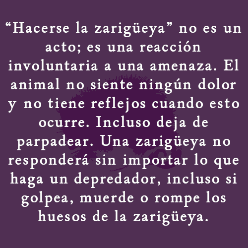 Animal 28 of 28